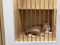 -爱洗澡的猫(天河路店)