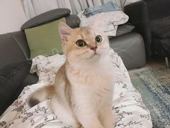 -猫大福·Fortune Cat猫舍(百子湾店)