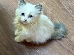 -楼上猫咖(罗湖店)