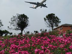 -空港花田景区