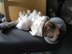 -纳吉亚猫专科动物医院博雅分院