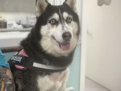 -达爱动物医院·犬猫分区·CT·复杂眼科(远洋山水分院)