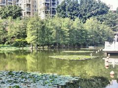 -荔枝公园(福田区)