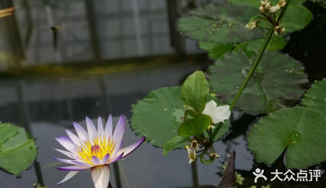 北京植物园的睡莲好美