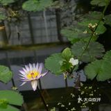 北京植物园的睡莲好美