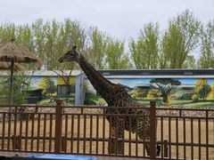 -北京野生动物园