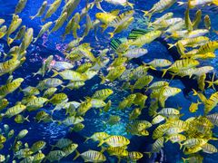 -太平洋海底世界