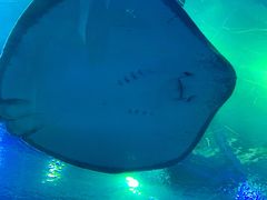 -成都浩海立方海洋公园