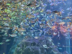 -成都浩海立方海洋公园