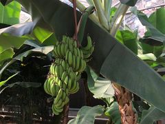 -华西村