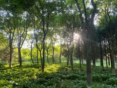 -东升八家郊野公园