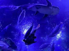 -成都浩海立方海洋公园