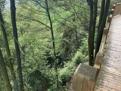 -铁山坪森林公园