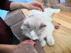 -喵屿·大理花园猫咖