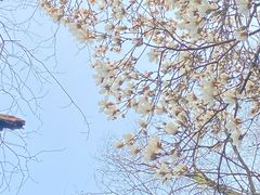 -杭州植物园