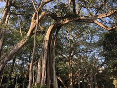 -瑞丽独树成林风景区