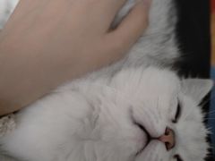 -老吴的猫·猫舍(新区店)