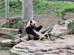 -都江堰中华大熊猫苑