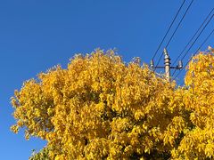 -北京西山国家森林公园