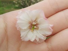 -天适樱花悠乐园