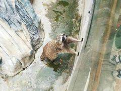 -灵玲国际马戏城
