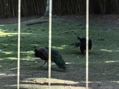 -深圳野生动物园