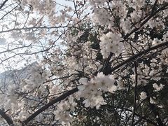 -玛格萝妮比萨屋(四平店)