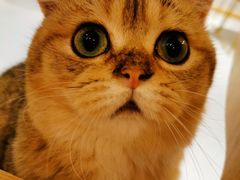 -飞行喵MR PILOT|猫舍·猫咖(静安大融城店)