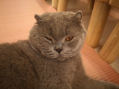 -浣熊柯尔鸭土拨鼠·电玩咖