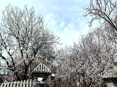 -桃花堤公园
