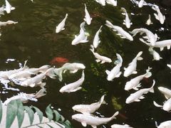 -南宫五洲植物乐园