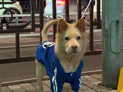 -本分冒菜直营(滨江店)