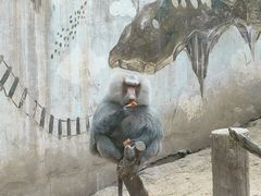 -青藏高原野生动物园