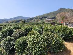 -龙坞茶村