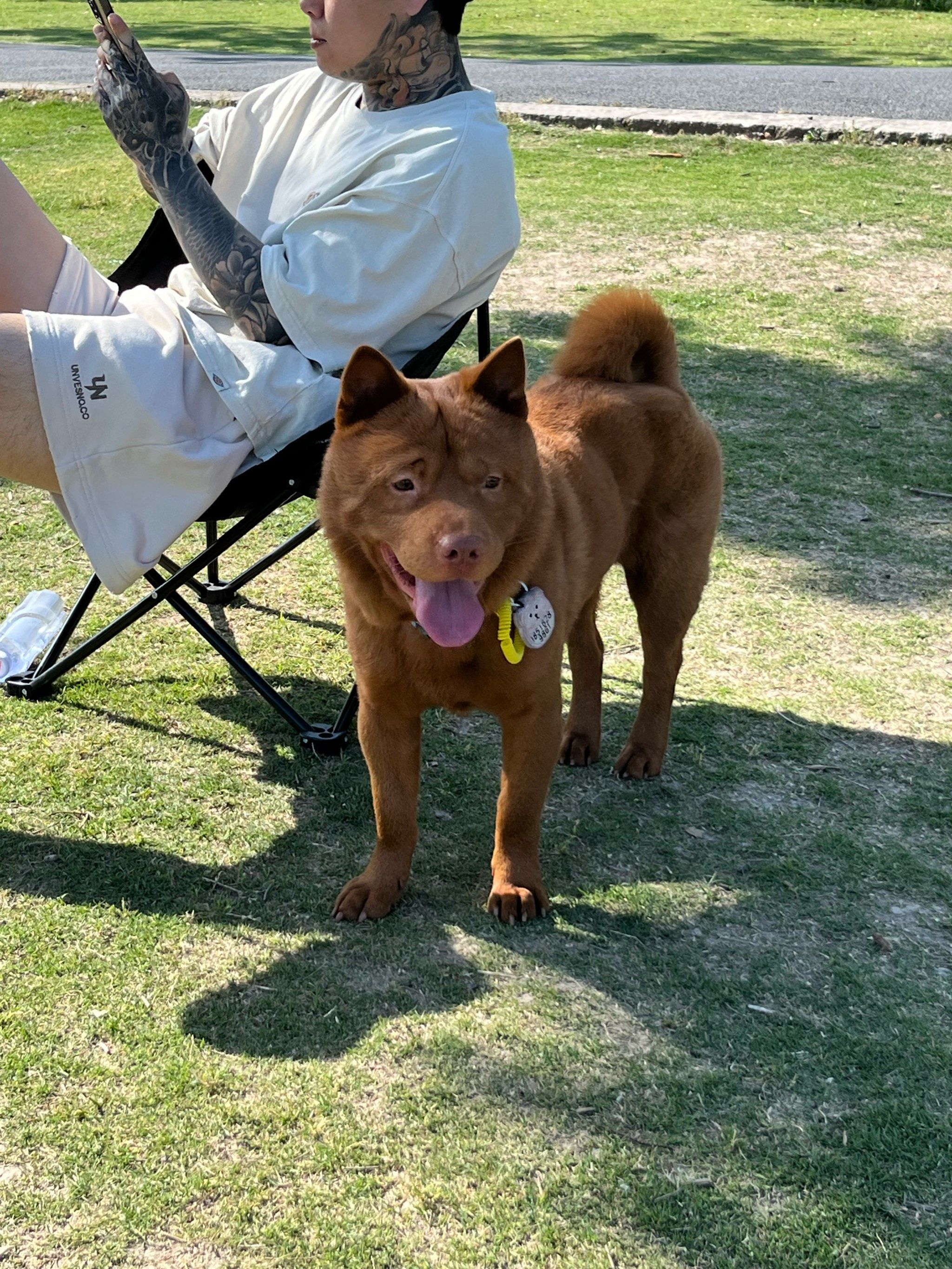 身价5个w的五红犬