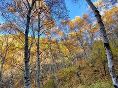 -苏木山森林公园