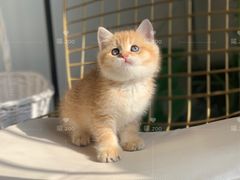-喵zoo家庭繁育猫舍(尖东智能花园店)