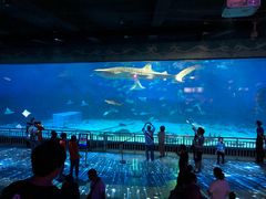 -烟台海昌鲸鲨海洋公园