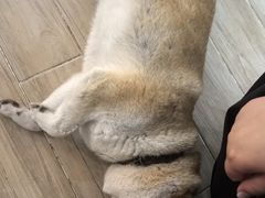 -李小姐の猫咖啡馆(五角场店)