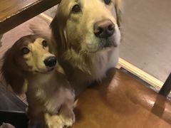 -百好乐宠物友好餐厅(朝外大街店)