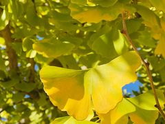 -三里屯东五街银杏大道