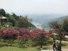 -铁山坪森林公园