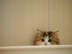 -momokira米努特·德文卷毛猫·棉花面纱犬