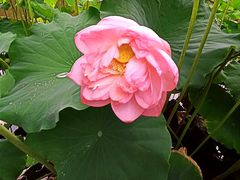 -陈家山荷花公园