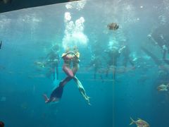 -瑞德姆美人鱼海底演艺主题餐厅(亚龙湾店)
