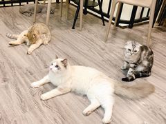 -猫房·猫吧·猫咖(龙湖时代汇店)