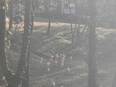 -合肥野生动物园