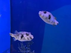 -贝林大翅鲸简餐厅(国家海洋博物馆店)