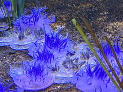 -瑞普利水族馆