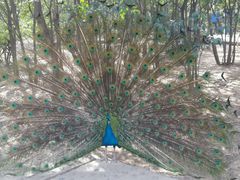 android_upload_pic-西安秦岭野生动物园